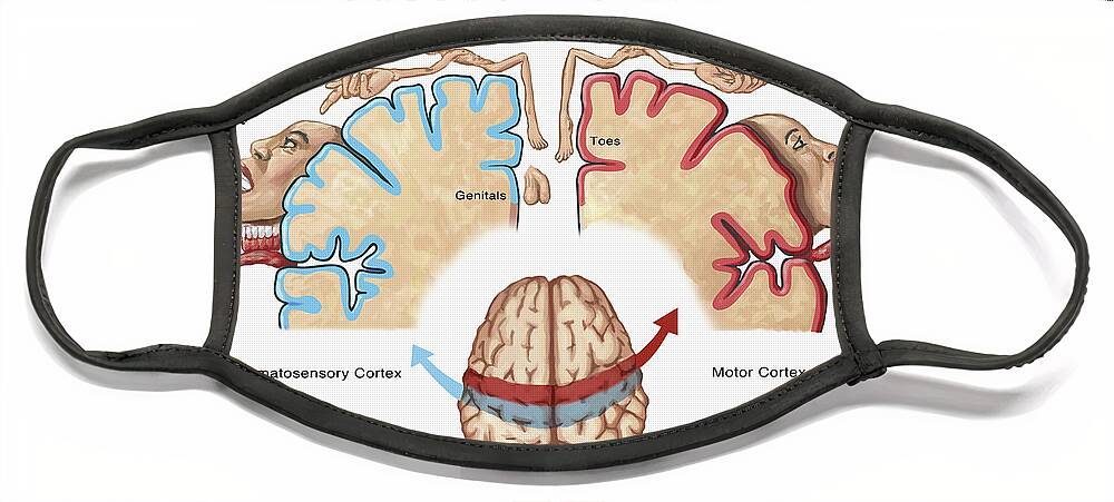 Anatomy Face Mask featuring the photograph Homunculus Map by Spencer Sutton