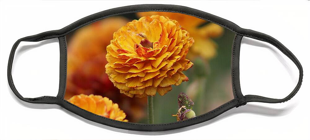 Honey Brown Ranunculus Face Mask featuring the photograph Honey Brown and Pumpkin Ranunculus by Colleen Cornelius