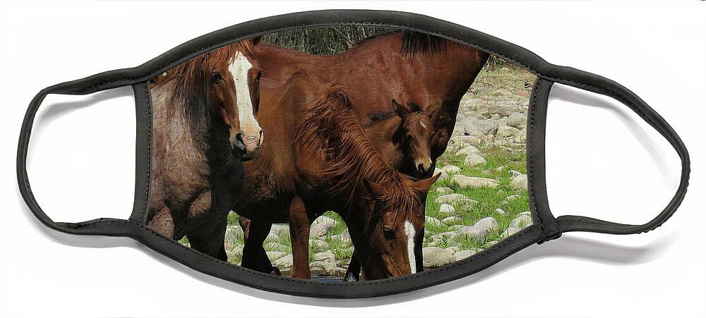 Horse Face Mask featuring the photograph Horse 7 by Christy Garavetto