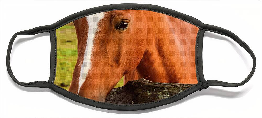 Horse Face Mask featuring the photograph Horse Friends by Nicole Lloyd