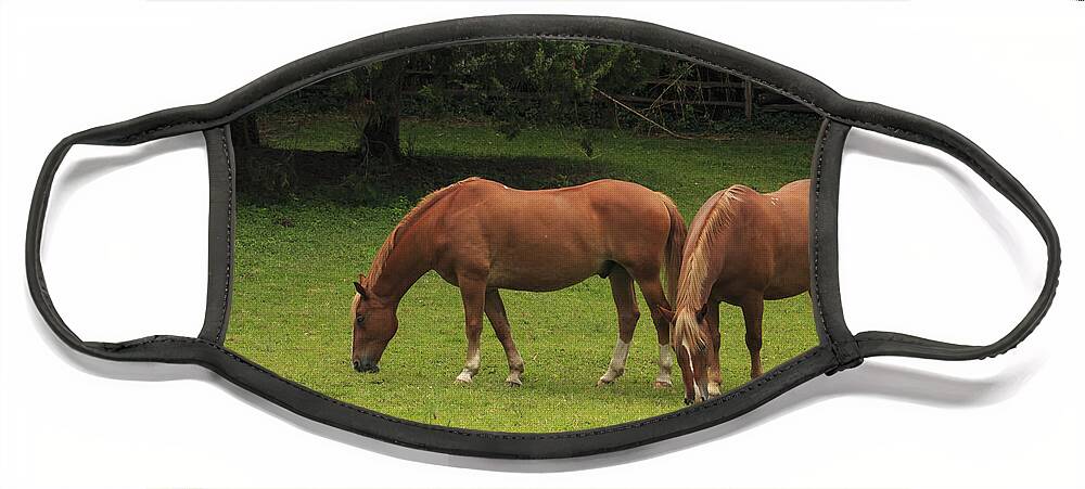 Beautiful Face Mask featuring the photograph Horses in a Field by Travis Rogers