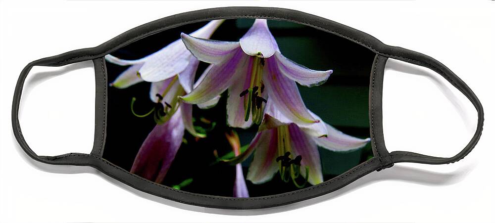 Purple Blossoms Face Mask featuring the photograph Hostas Blossoms by Linda Stern