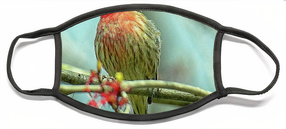 House Finch Face Mask featuring the photograph House Finch in Spring by Rodney Campbell