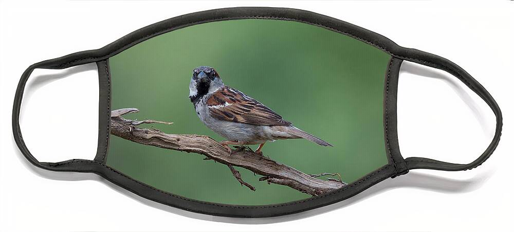 House Sparrow Face Mask featuring the photograph House Sparrow by Holden The Moment