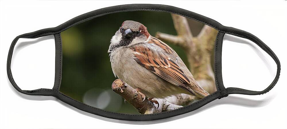 Nature Face Mask featuring the photograph HOuse Sparrow by Wendy Cooper