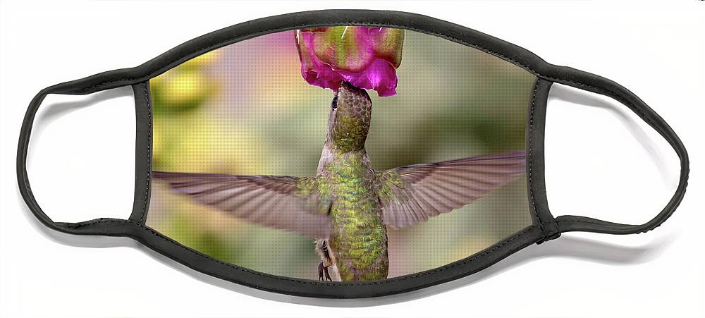 Hummingbird Face Mask featuring the photograph Hummingbird on Cholla Cactus by Mindy Musick King