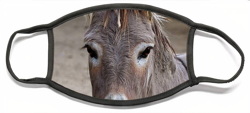 Donkey Face Mask featuring the photograph I Assked You a Question by DigiArt Diaries by Vicky B Fuller