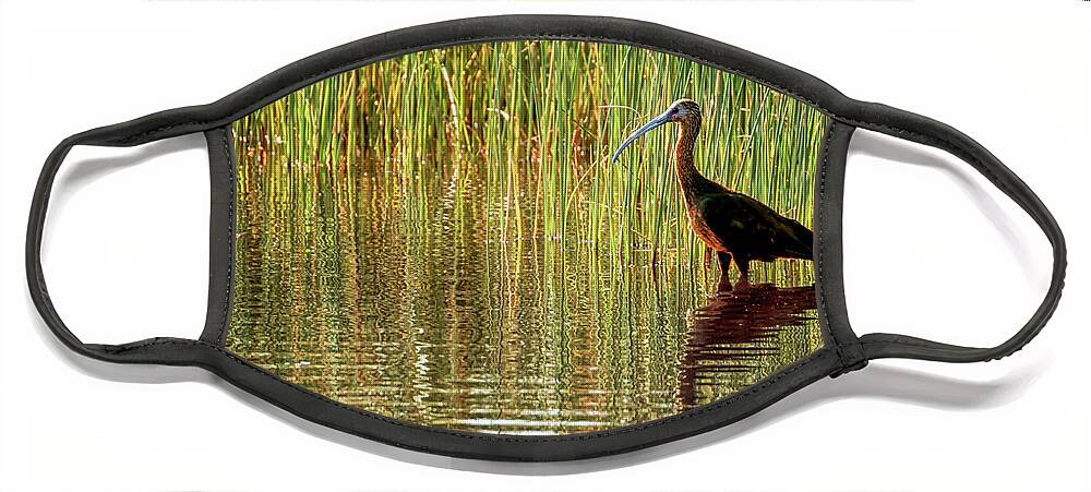 White Faced Ibis Face Mask featuring the photograph Ibis Reflections by Susan Rissi Tregoning