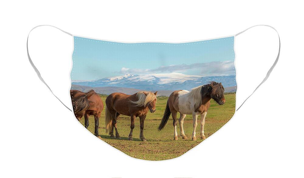 Icelandic Horse Face Mask featuring the photograph Icelanders 0639 by Kristina Rinell