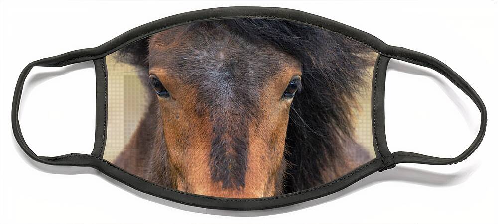 Festblues Face Mask featuring the photograph Icelandic Equine Beauty.. by Nina Stavlund