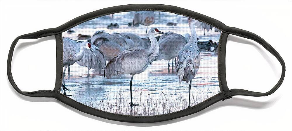 Bosque Del Apache National Wildlife Refuge Face Mask featuring the photograph Icy Stroll by Susan Warren