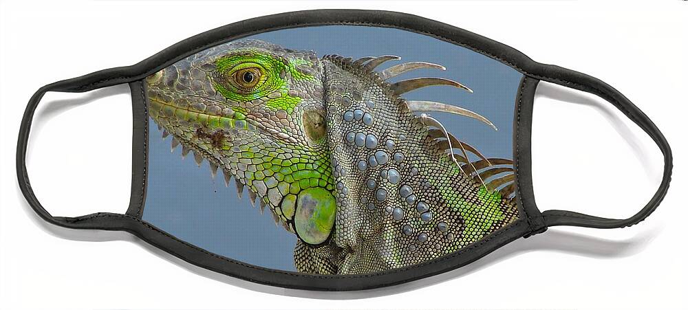 Iguana Face Mask featuring the photograph Iguana Portrait by Carl Moore