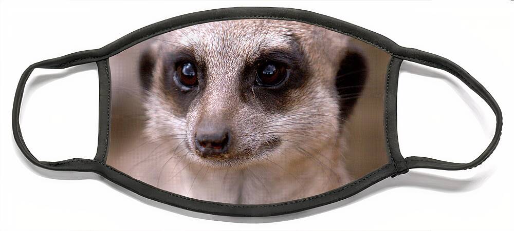 Animal. Meerkat Face Mask featuring the photograph Im Watching You by Baggieoldboy