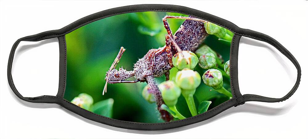 Insects Face Mask featuring the photograph I'm Watching You by Jennifer Robin