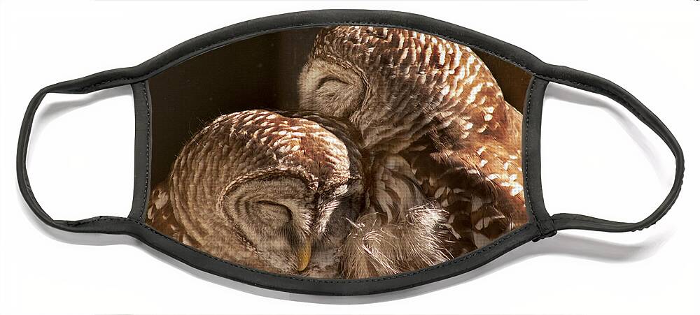 Barred Owls Face Mask featuring the photograph In CoHoots by John Hartung  ArtThatSmiles com