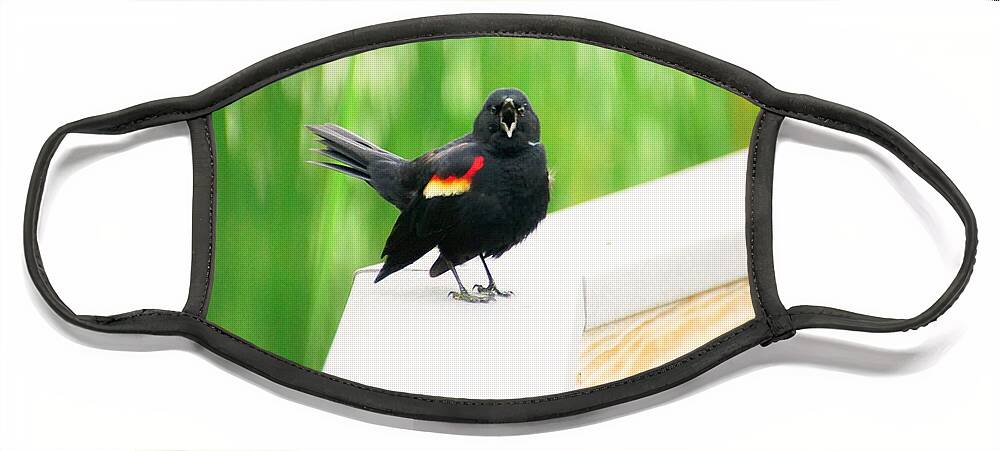 Red Winged Blackbird Face Mask featuring the photograph In Defense of Home by Merle Grenz