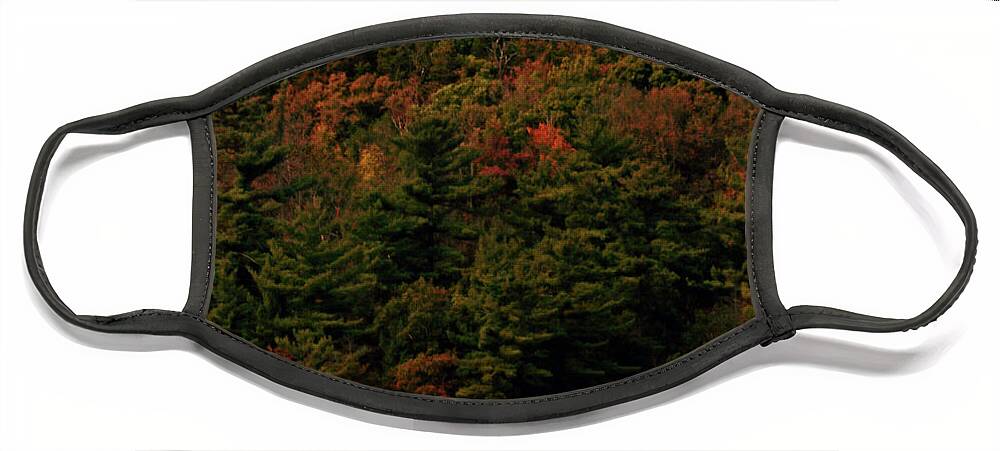 Minnesota Face Mask featuring the photograph In the Autumn Forest by Hans Brakob