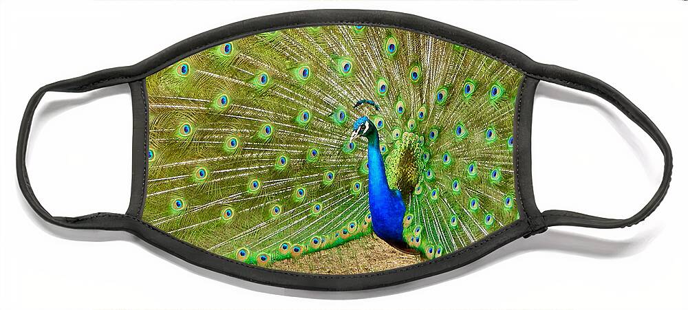 Photo Face Mask featuring the photograph Indian Peacock by Dan Miller