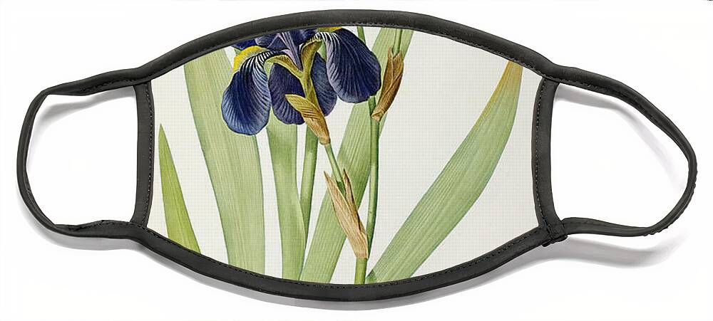 Iris Face Mask featuring the painting Iris Germanica by Pierre Joseph Redoute