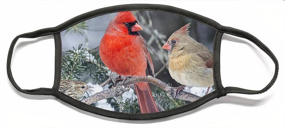 3 Birds Face Mask featuring the photograph Is She Talking to Us? by Peg Runyan