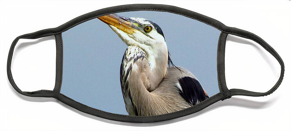 Gbh Face Mask featuring the photograph Grinning Great Blue Heron by Lori Lafargue