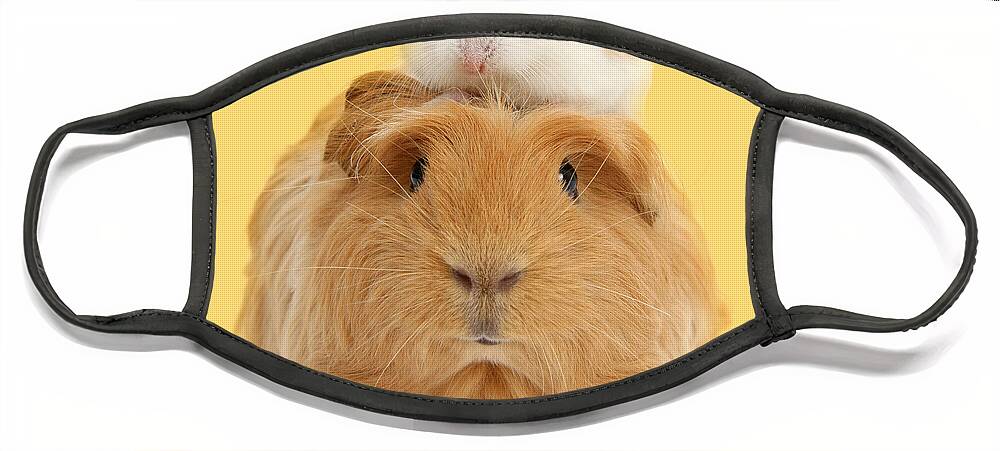 Roborovski Hamster Face Mask featuring the photograph It's a Guinea wig by Warren Photographic