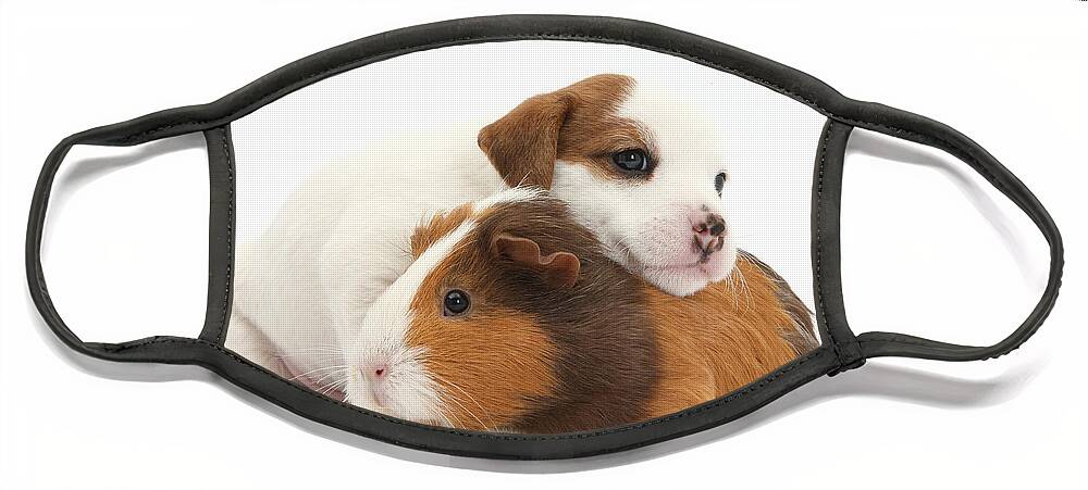 Nature Face Mask featuring the photograph Jack Russell Terrier Puppy Guinea Pig by Mark Taylor