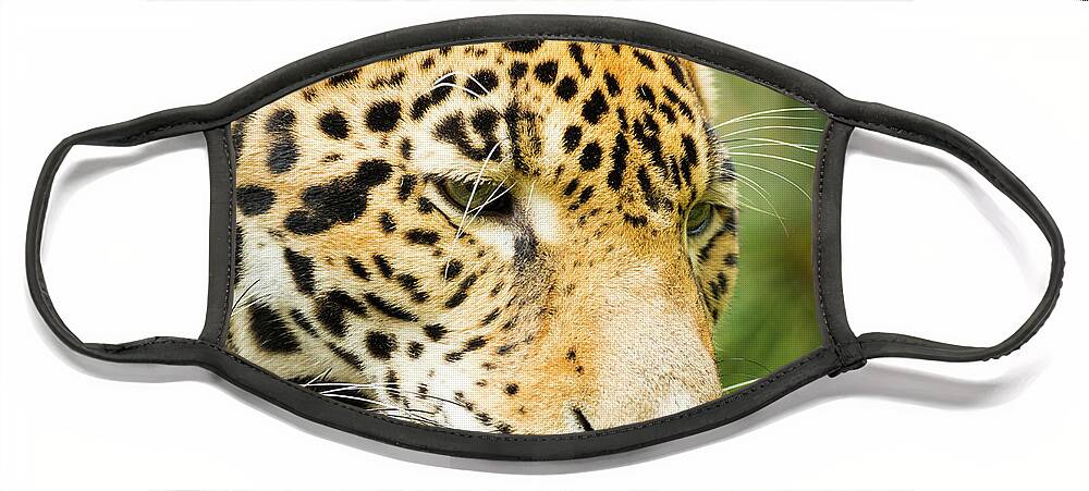 Jaguar Face Mask featuring the photograph Jaguar Cat In Jungle by THP Creative