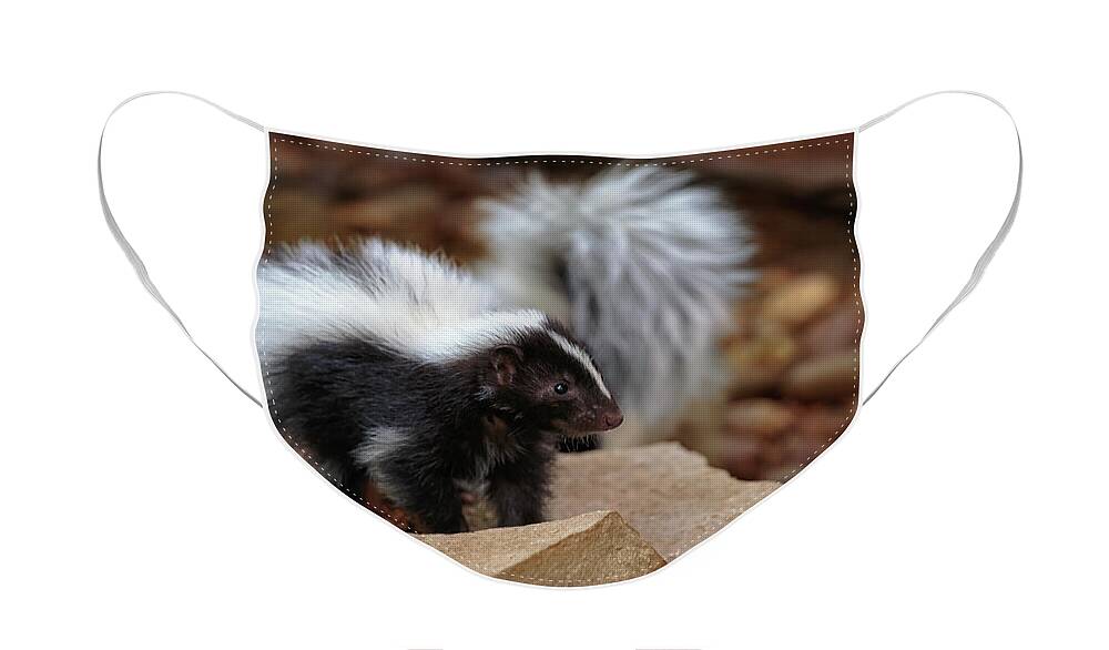 Skunk Face Mask featuring the photograph Just A Little Stinker by Susan Rissi Tregoning