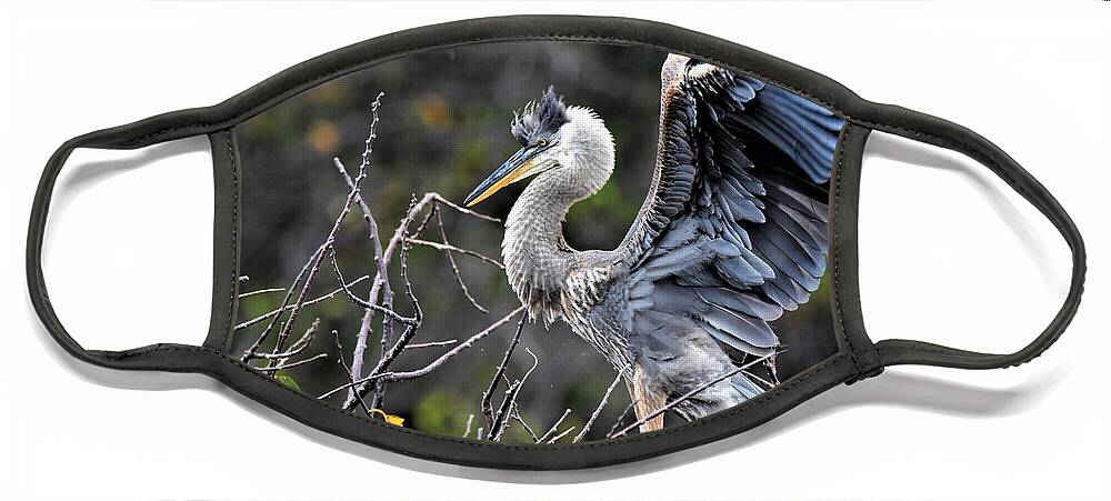 Immature Great Blue Heron Face Mask featuring the photograph Juvenile Great Blue Heron by Julie Adair