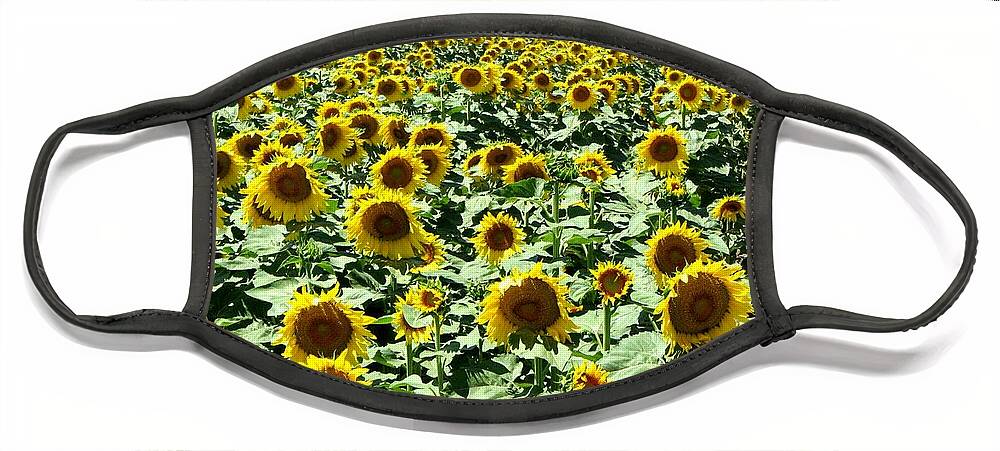 Sunflowers Face Mask featuring the photograph Kansas Sunflower Field by Keith Stokes