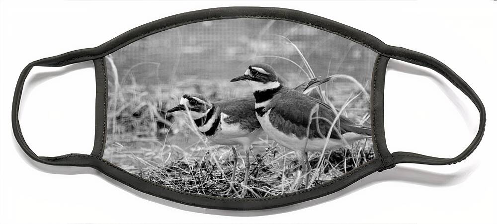 Nature Face Mask featuring the photograph Killdeer Seeking by Jeff Phillippi