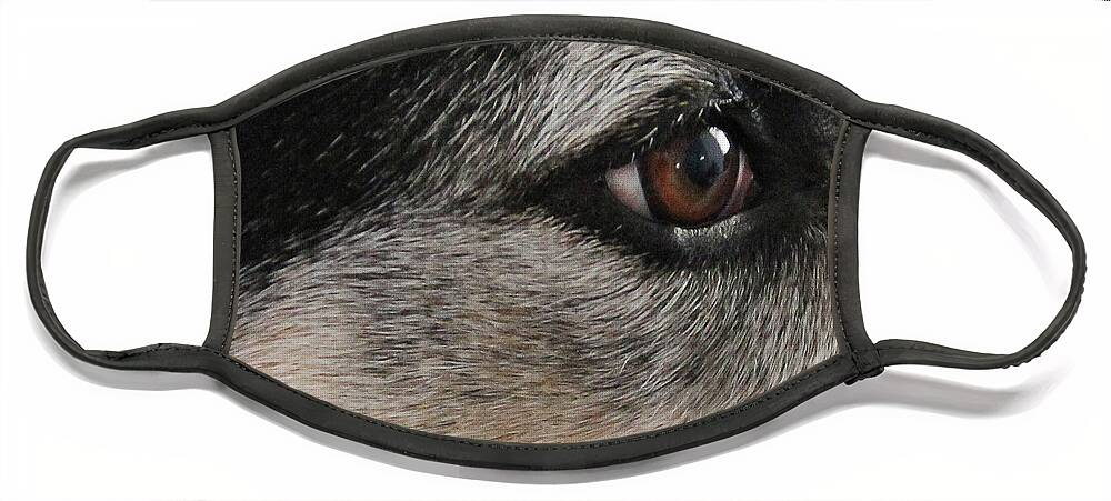Dog Eye Face Mask featuring the photograph Kind Sight by Natalie Dowty