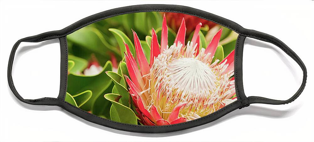 King Protea Face Mask featuring the photograph King Protea flowers by Simon Bratt