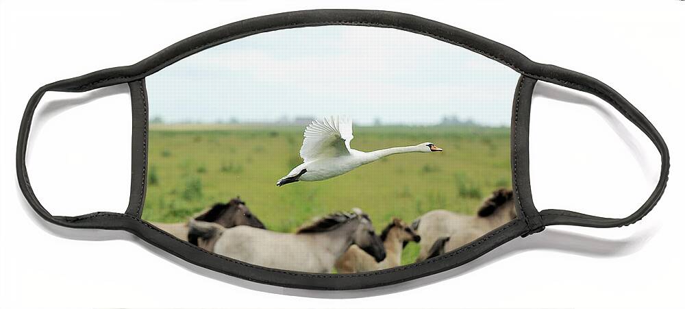 Konik Face Mask featuring the photograph Koniks and Swan by Carien Schippers