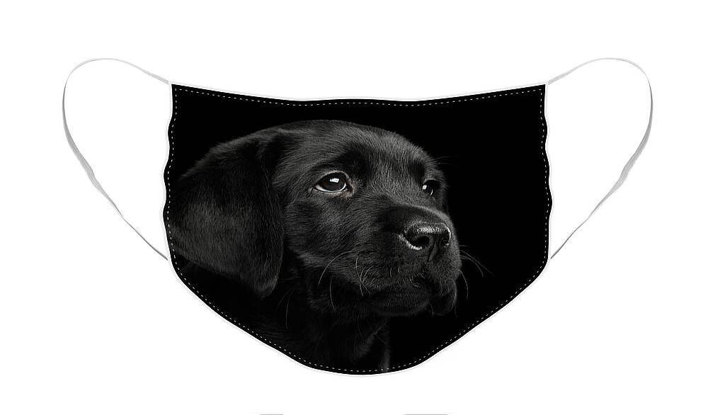 Puppy Face Mask featuring the photograph Labrador Retriever puppy isolated on black background by Sergey Taran