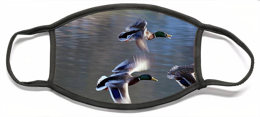 Wild Ducks Face Mask featuring the photograph Ladies first by Tatiana Travelways