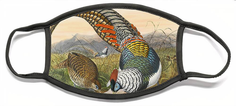 Joseph Wolf Face Mask featuring the drawing Lady Amherst's pheasant. Chrysolophus amherstiae by Joseph Wolf