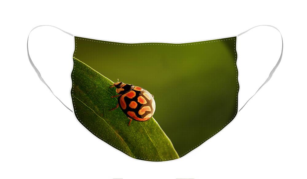 Ladybug Face Mask featuring the photograph Ladybug on green leaf by Johan Swanepoel