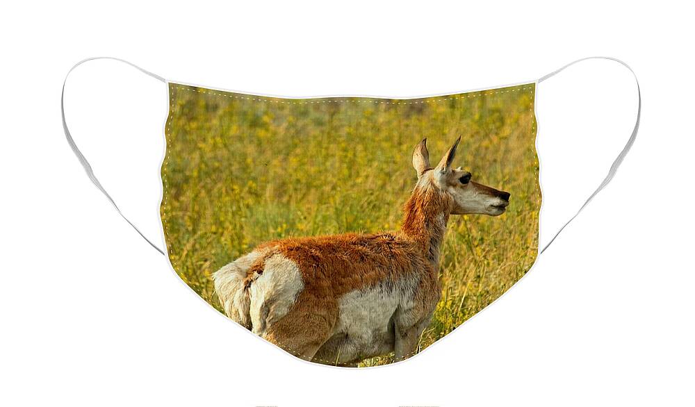 Pronghorn Face Mask featuring the photograph Lamar Valley Pronghorn by Adam Jewell
