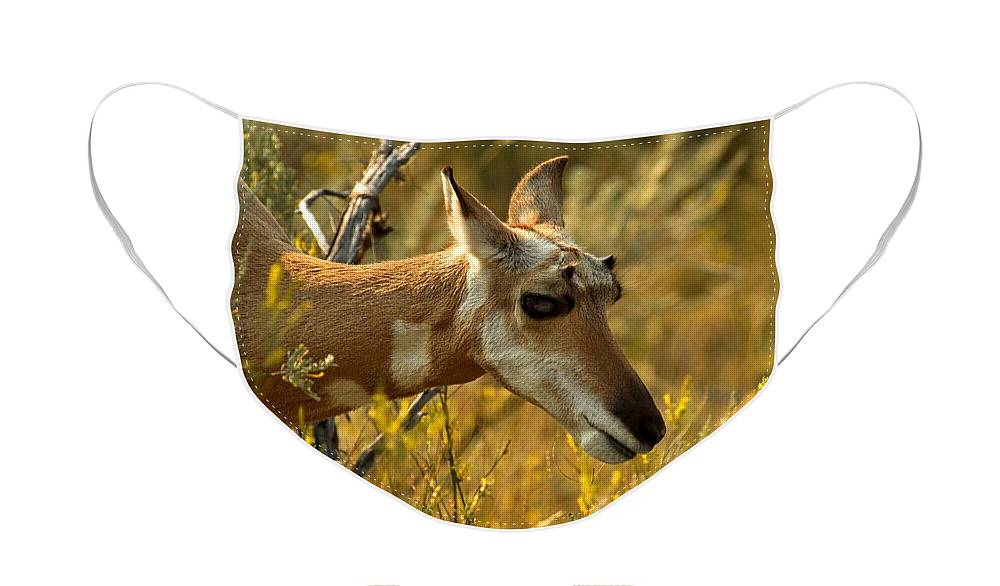 Pronghorn Face Mask featuring the photograph Lamar Valley Pronghorn Closeup by Adam Jewell