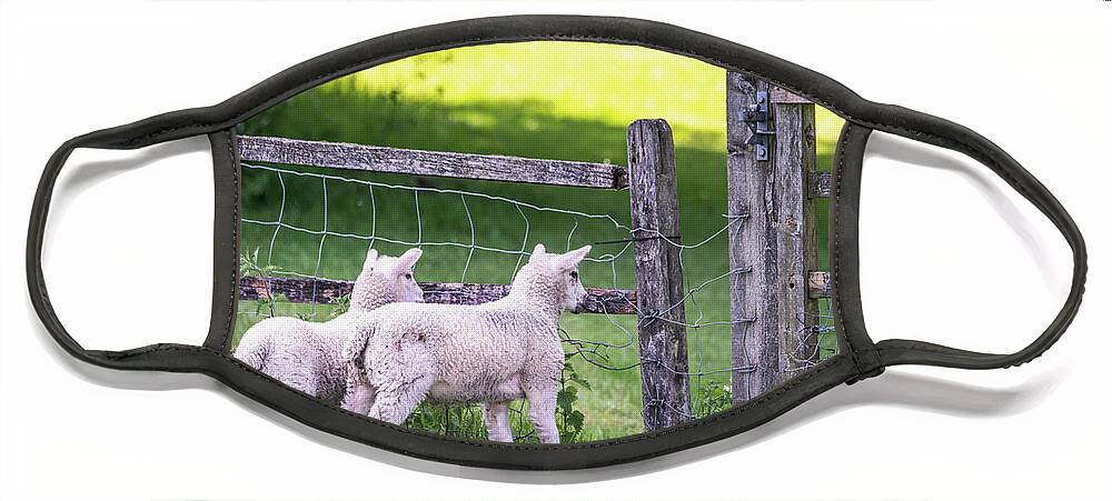 Temple Face Mask featuring the photograph Lambs at the Gate by Framing Places