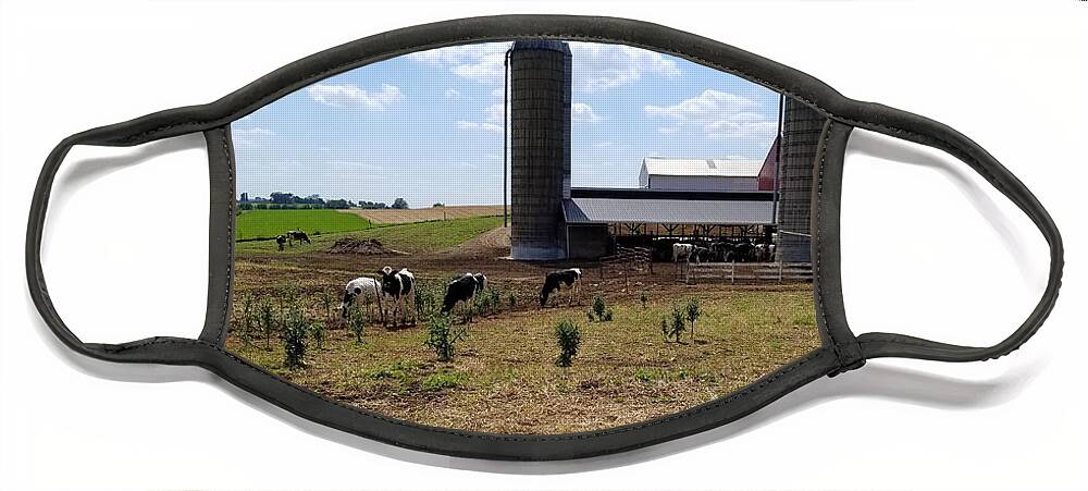 Cows Face Mask featuring the photograph Lancaster Cows by Judith Rhue
