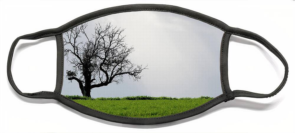 Olive Tree Face Mask featuring the photograph Landscape, Lonely olive tree in a green meadow by Michalakis Ppalis