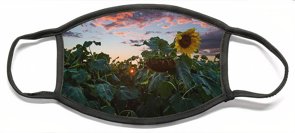 Sunflower Face Mask featuring the photograph Late Bloomer by Aaron J Groen