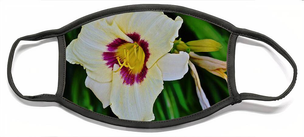 Daylily Face Mask featuring the photograph Late July White Daylily by Janis Senungetuk
