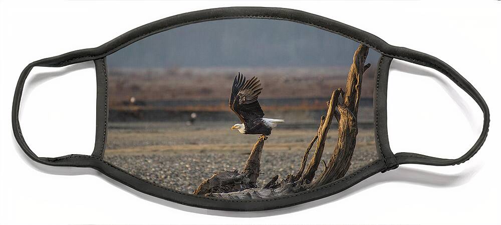Bald Eagle Face Mask featuring the photograph Launch by David Kirby