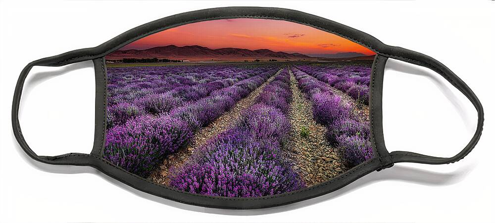Lavender Face Mask featuring the photograph Lavender Fields at Sunrise by Michael Ash