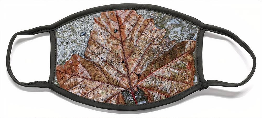 Autumn Face Mask featuring the photograph Leaf in Rain by Robert Wilder Jr
