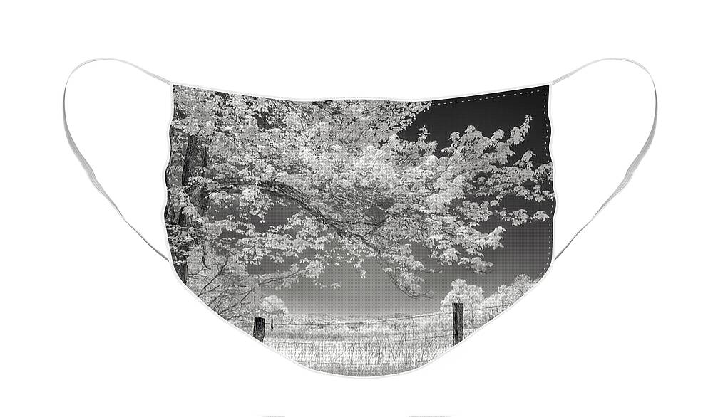 Art Face Mask featuring the photograph Leaves of Spring by Jon Glaser